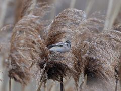 -盐城丹顶鹤湿地生态旅游区