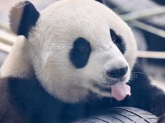 -石家庄市动物园