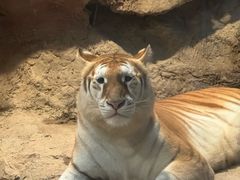 -清迈夜间动物园