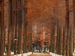 -黄海国家森林公园