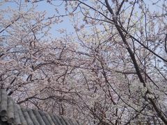 -桃花堤公园