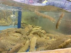 -肥仔濑尿虾(全球通总店)