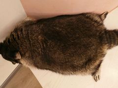 -浣熊柯尔鸭土拨鼠·电玩咖