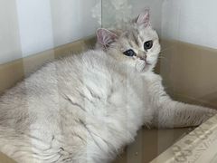 -青奢宠物·青奢猫舍