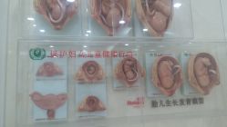 -五洲妇儿医院