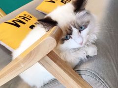 -猫十亿·布偶金渐层·曼基康矮脚猫舍(青年路店)