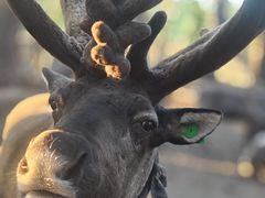 -北极村旅游风景区