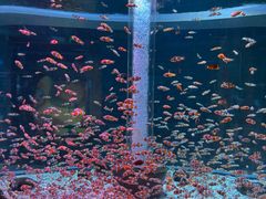-海合安成都极地海洋公园