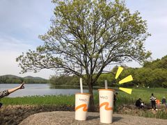 柠檬椰果养乐多-CoCo都可(湖滨银泰店B区店)