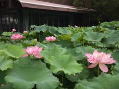 -陈家山荷花公园