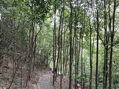 -凤栖山
