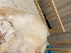 -猫小院猫主题咖啡厅(北锣店)