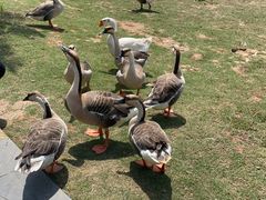 -鄱阳湖国家湿地公园