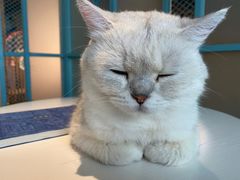 -喵屿·大理花园猫咖