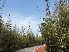 -上海长兴岛郊野公园