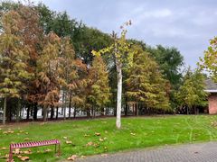 -上海海湾国家森林公园