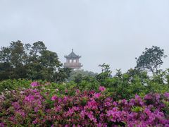 -梧桐山风景名胜区