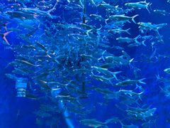 -成都浩海立方海洋公园