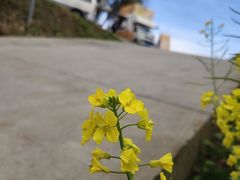 -桃源山庄·水蜜桃采摘·柴火鸡·烧烤团建(龙泉山店)