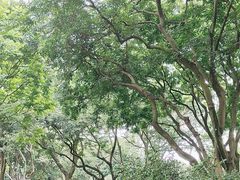 -金花茶公园