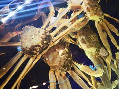 -蟹道乐(道顿堀本店)