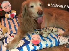 -北京赛佳动物医院