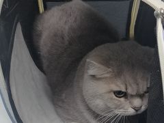 -中农国际动物医院24小时·猫科·骨科·急重症中心