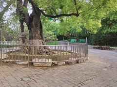 -大望京公园