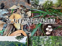 -大屏嶂森林公园