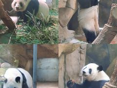 -成都动物园