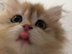 -猫十亿·布偶金渐层·曼基康矮脚猫舍(青年路店)