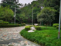 -神仙树公园