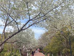 -金鸡湖桃花岛
