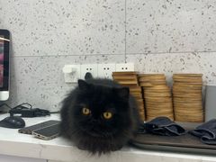 -喵园·猫主题咖啡厅·撸猫·猫咖(国贸店)