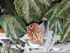 -和平门菜市场