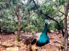 -西霞口神雕山野生动物世界