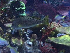 -迪拜帆船酒店海底餐厅