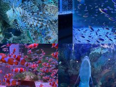 -海合安成都极地海洋公园