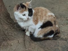 -联合动物医院(光谷诊疗中心)