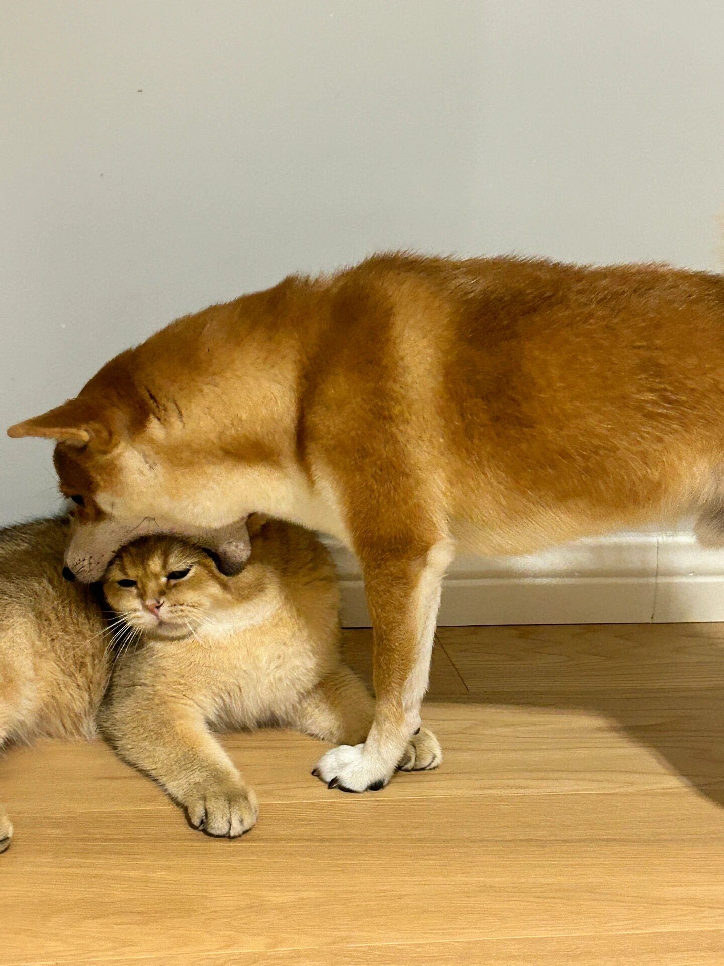 给猫超度的简单介绍