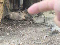 -成都动物园