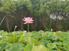 -梁鸿国家湿地公园