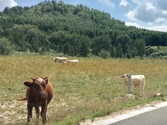 -塞罕坝国家级自然保护区