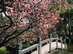 -莫愁湖公园