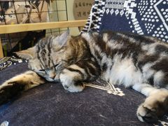 -平行世界·猫咖(首经贸店)