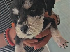 -瑞派福兴宠物医院犬猫全科·骨科·中西医结合(河东店)