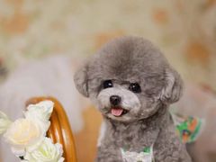 -萌宠之家·腊肠犬·马尔泰·小体犬舍