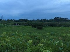 -三圣花乡旅游区