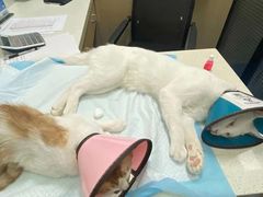 -顺强宠物诊所·狂犬免疫·夜诊·骨科(嘉定店)