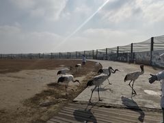 -盐城丹顶鹤湿地生态旅游区